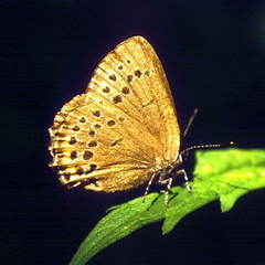 Satyrium phyllodendri