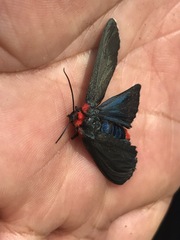 Pygoctenucha terminalis