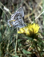 Pseudophilotes bavius