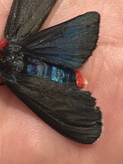 Pygoctenucha terminalis