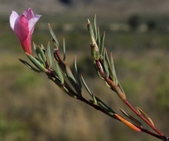 Lachnaea