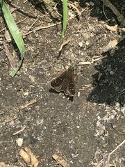 Piruna polingii