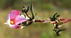 Lachnaea