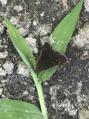 Piruna polingii