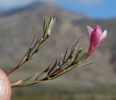 Lachnaea