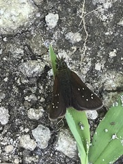Piruna polingii