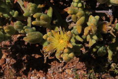 Mesembryanthemum nitidum