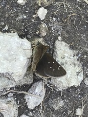 Piruna polingii