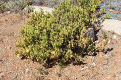 Mesembryanthemum nitidum