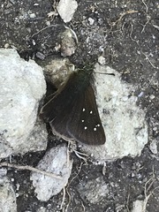 Piruna polingii