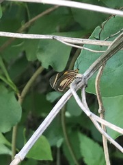 Eutrepsia haemataria