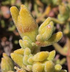 Mesembryanthemum nitidum