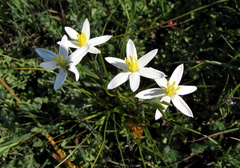 Pauridia serrata serrata