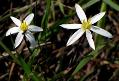 Pauridia serrata serrata