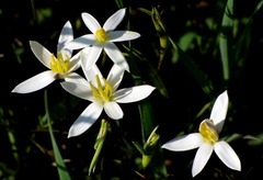 Pauridia serrata serrata