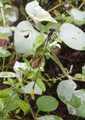 Allocnemis leucosticta