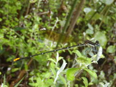 Allocnemis leucosticta