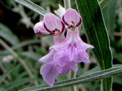 Stachys rugosa