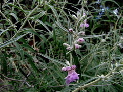 Stachys rugosa
