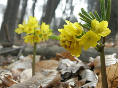 Gymnospermium smirnowii