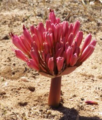 Brunsvigia bosmaniae