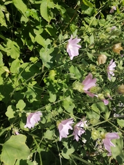 Malva thuringiaca