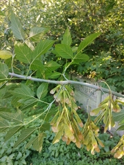 Acer negundo