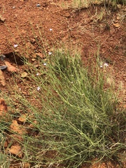 Almutaster pauciflorus