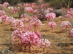 Brunsvigia bosmaniae