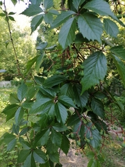Parthenocissus inserta