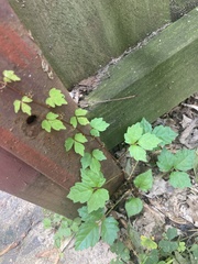 Parthenocissus tricuspidata