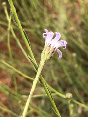 Almutaster pauciflorus