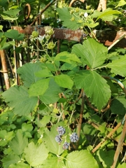 Rubus caesius