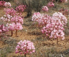 Brunsvigia bosmaniae