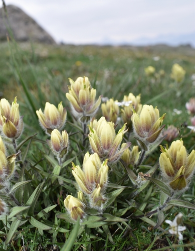 Castilleja occidentalis Torr.