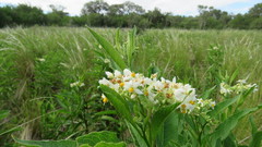 Solanum argentinum