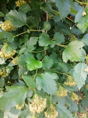 Physocarpus opulifolius