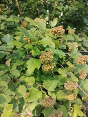 Physocarpus opulifolius