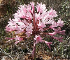 Brunsvigia bosmaniae