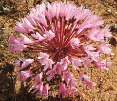 Brunsvigia bosmaniae