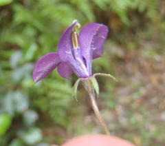 Monopsis simplex