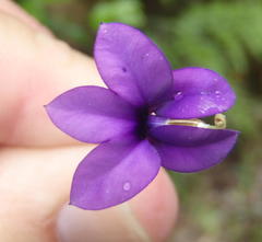 Monopsis simplex