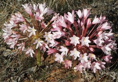 Brunsvigia bosmaniae