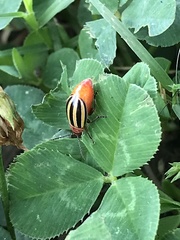 Disonycha admirabila