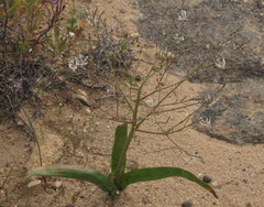 Trachyandra muricata