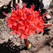 Brunsvigia marginata - Photo (c) Peter Slingsby,  זכויות יוצרים חלקיות (CC BY-NC), הועלה על ידי Peter Slingsby