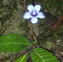 Streptocarpus rexii