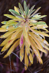 Euphorbia stepposa