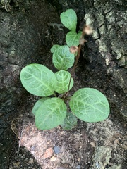 Pyrola americana