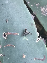 Pseudodyscrasis scutellaris